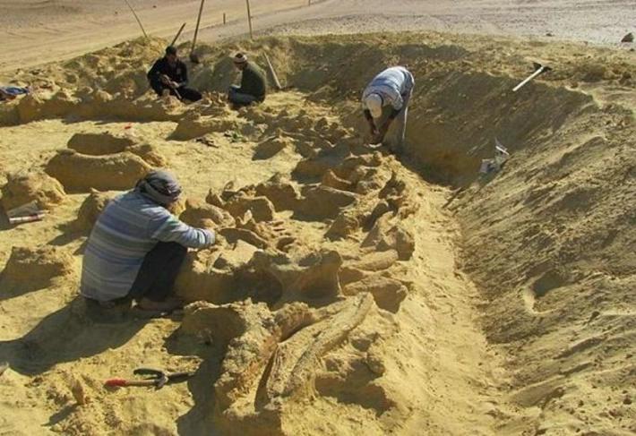 Trovato in Egitto tre fossili in uno, vecchi 40 milioni di anni