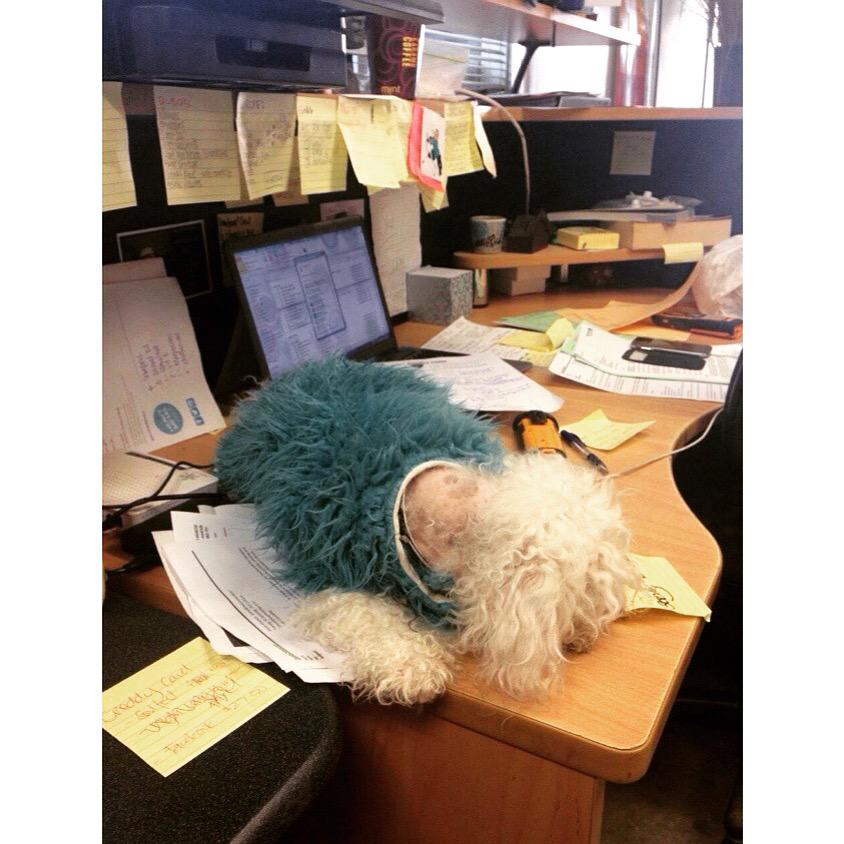 Hard day in the office for Miss Coco #heavymetal #bichion #dogsintheoffice