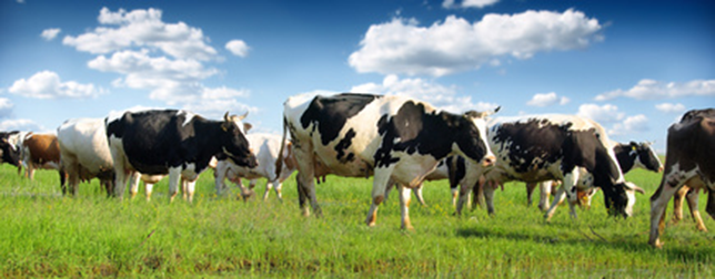 digikey's tweet photo. Happy cows and busy bees with #wearable #technology. http://t.co/Epe1fN7Uoc http://t.co/1ahMO854cQ