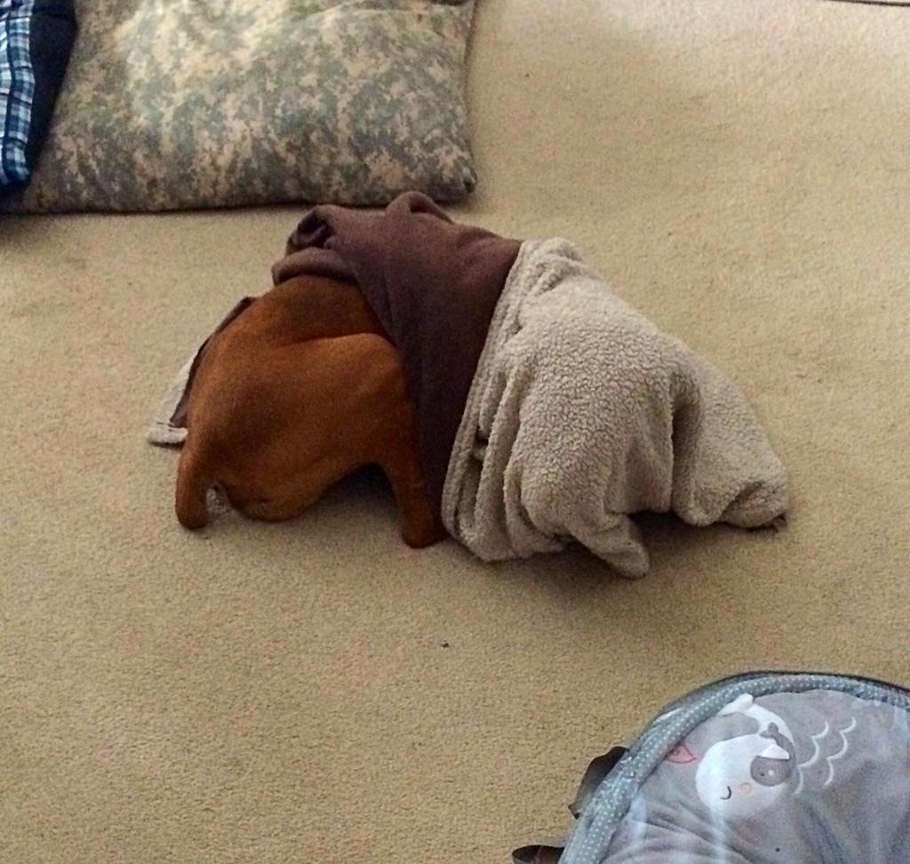 MaxLikesSnacks's tweet photo. Trying to wrap myself up in my blanket by myself. #dididoitright #boxerpup #lovemyblanket #ijustwanttosnuggle http://t.co/XsfMiRV74t