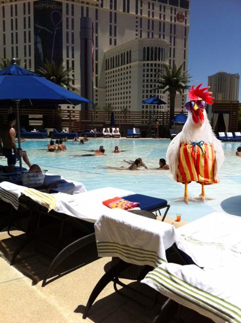 AvantiPress's tweet photo. Getting ready for #licensing15 with a little pool time in #Vegas. See you soon! #roostergram #licensingexpo http://t.co/6OqKEVWKv6