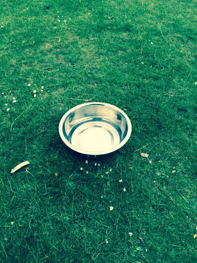 Message to all dogs...drag your owner to the new drinking hole, and dogs can drink for free!!