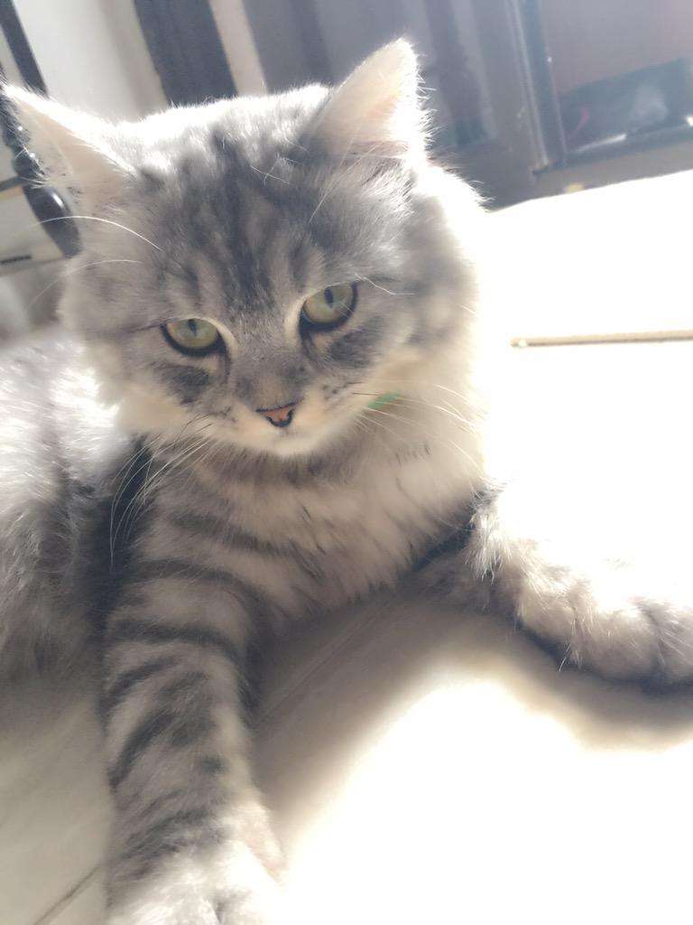 89_Hiiiiba's tweet image. #Mesho photogenic face 😼