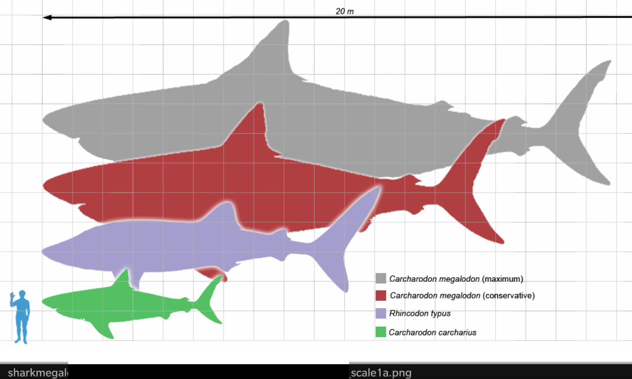 МЕГАЛОДОН И белая акула сравнение