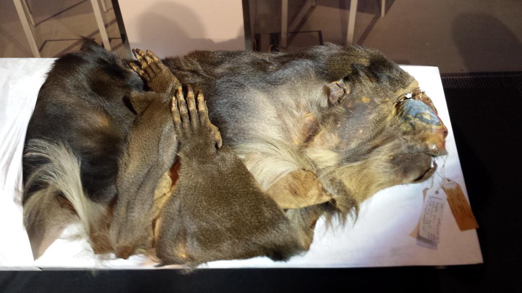 TheDoctor_TOS's tweet photo. Discovered more about Jerry &amp; his primate cousins @NatureLive with curator Richard Sabin #NaturalHistories @BBCRadio4 http://t.co/hJO9F55bwo