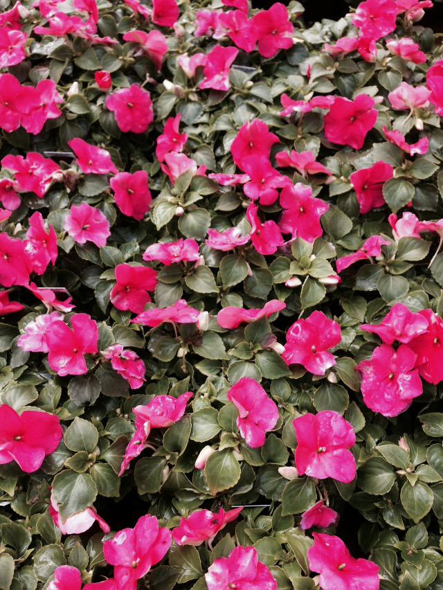 Don't forget to stop by for our Pink Day today between 10&amp;5! #PinkDaysInBloom