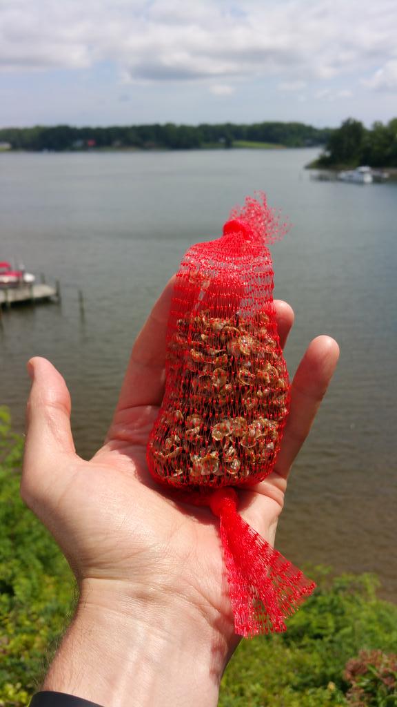 Virginia_Oyster's tweet image. 1,015 oysters