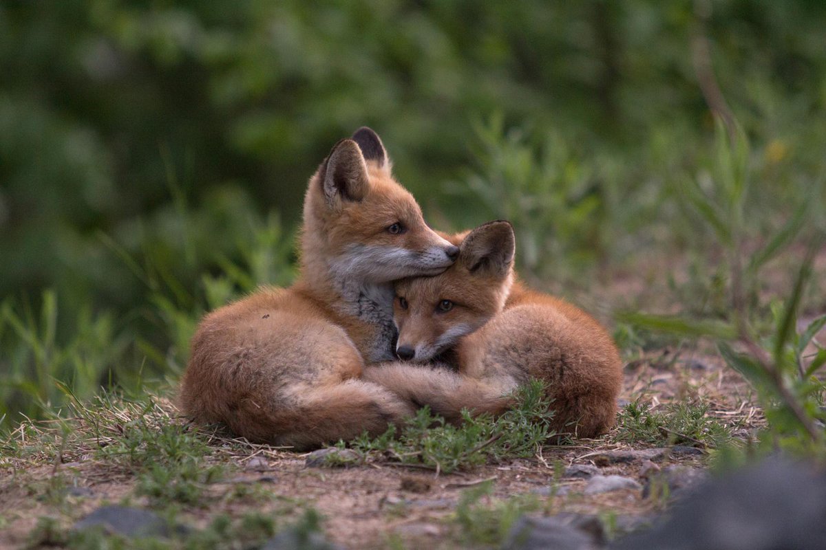 500px's tweet photo. Buddies by topilainio22: https://t.co/ZvjAJl5UJW #photography http://t.co/ZswZDb87I5