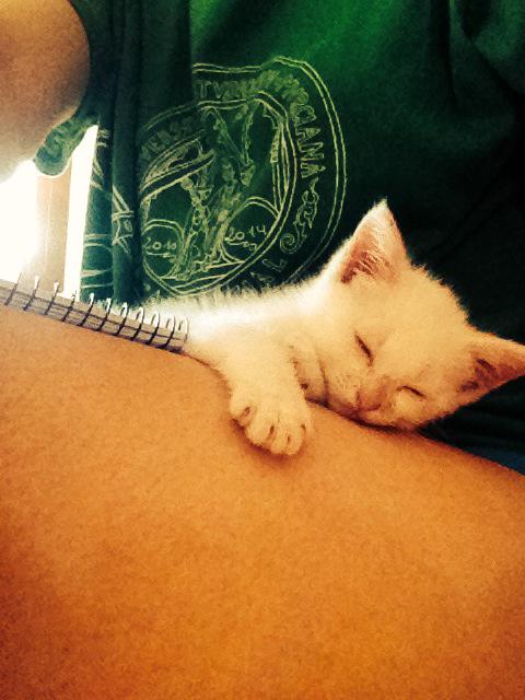 FURANA2's tweet photo. Intentar repasar el TFM y que este bichito se suba encima y se duerma. Así noooooo se puede  😍 http://t.co/k4VbiQr2Or