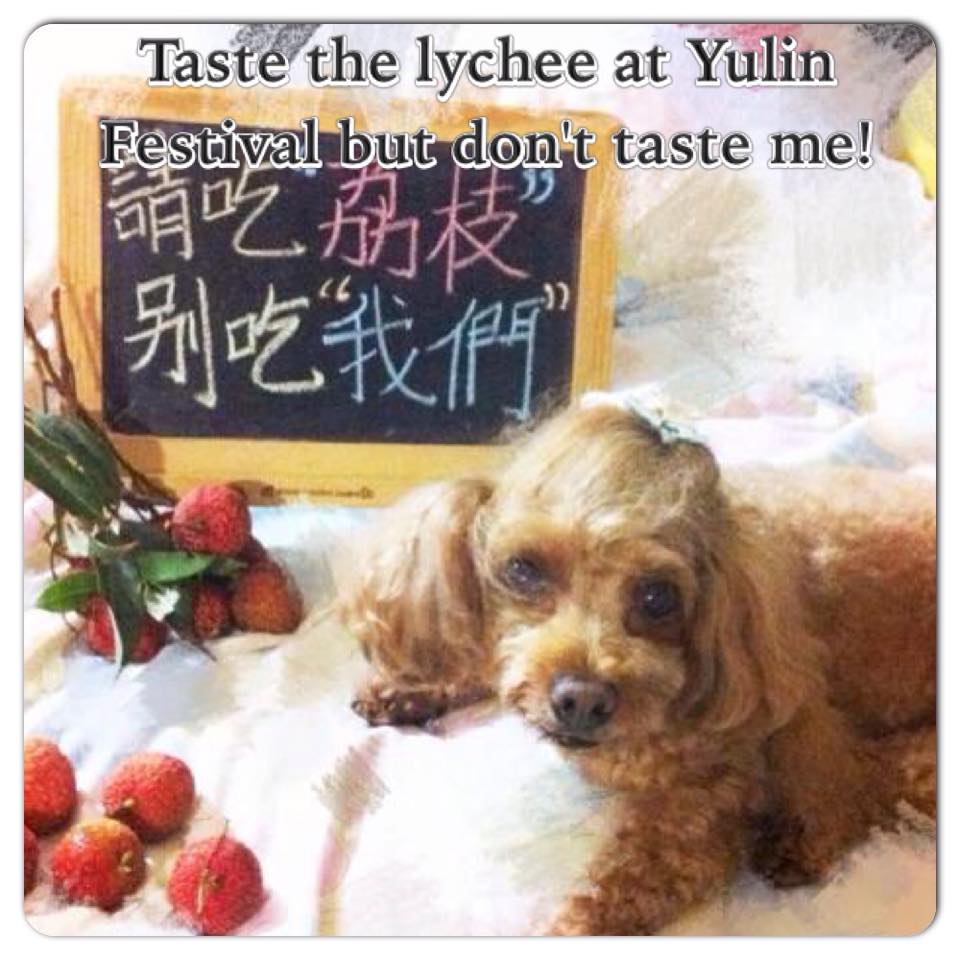 catsfromulthar's tweet photo. .@AKTravel_UK Pls warn clients of dangers of eating tainted dog meat #EndYulinFestival http://t.co/TNbCErKJRS http://t.co/sSkvcd5s6v