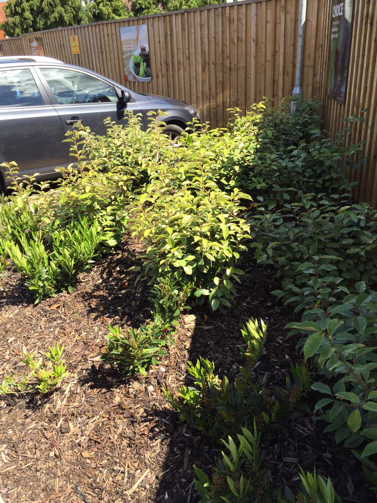 Lovely day for a spot of gardening! Flower bed replanted ready for a lovely summer! @Doyle123mac <a href="/willjhudson/">will hudson</a>