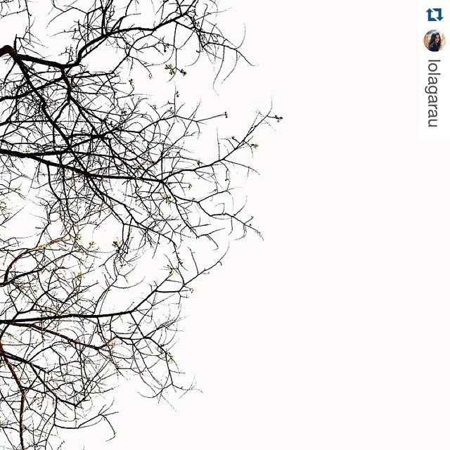 La foto del dia és per na <a href="/lolagarau/">Lola Garau</a>, enhorabona! #mallorca #arbrebalear ・・・
Dance into the light.