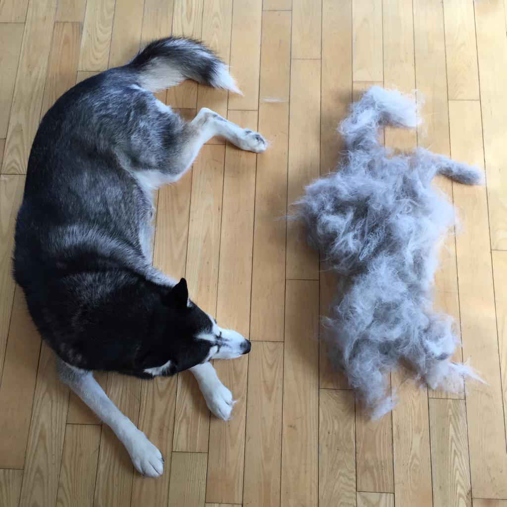 Just your average summertime primping. This is Luna after she blows her coat #husky #shedding #armsaredead #angrypup