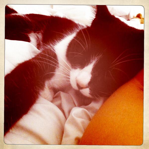 magnifistanley's tweet photo. Can everyone in Malling #Lewes keep an eye out for my beautiful cat Stanley? He's missing. http://t.co/rFzKJWg3fs