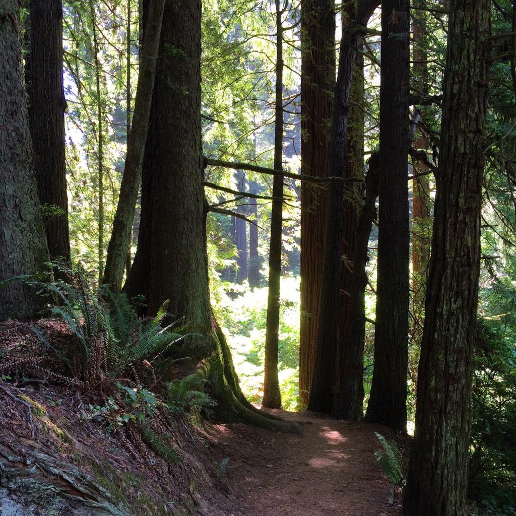 RedwoodMoose's tweet photo. I live in a magical place! #NorCal #ArcataCommunityForest #HumCo #Redwoods http://t.co/IabgvfL0rM