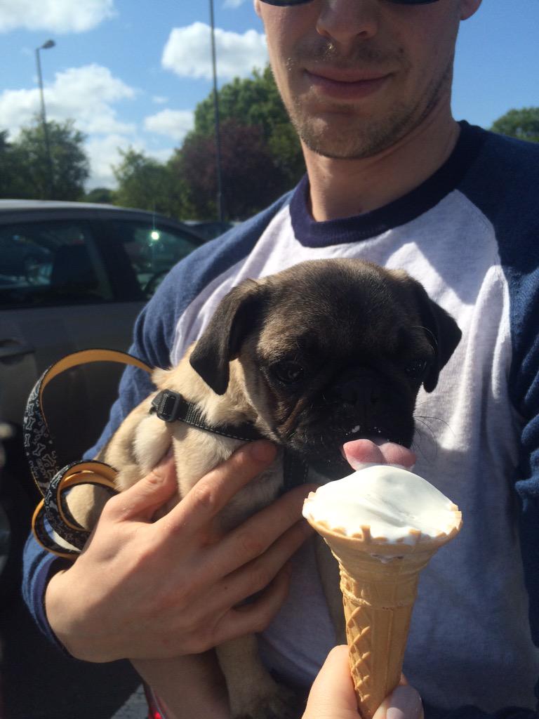 RalphiePug's tweet photo. Nothing says summer like a 99 #icecream #pug #puppy http://t.co/eicCQQPpzE