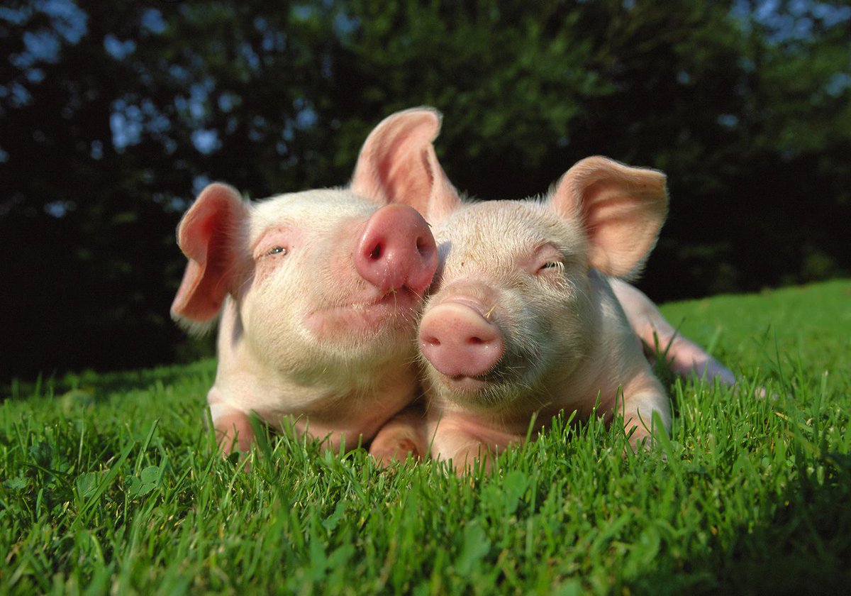 GudeBrothers's tweet photo. 1.Come to #LettuceJam15
2.Head home with a pig?!

Pig Placement Network will be on-hand promoting pet pigs! http://t.co/v2nGtizVAU