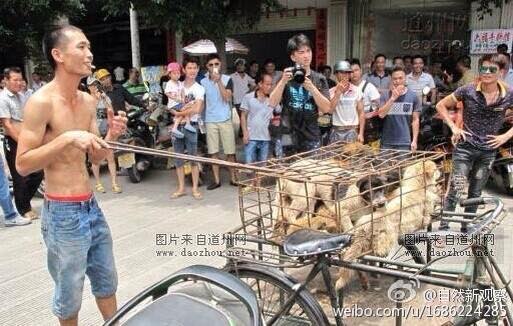 C4CAnimals's tweet photo. Local dog vendors gearing up in #Yulin for annual summer festival. Help #EndYulinFestival http://t.co/LpJi2eQ3E8 http://t.co/Rn8zCy8FEY