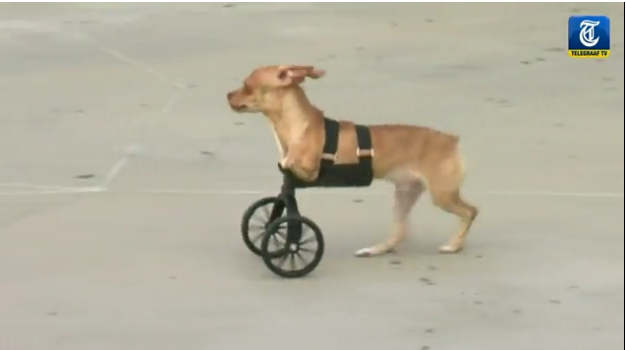 EconCybernetics's tweet photo. The dog was born without legs. They created him a wheelchair using a 3D printer. http://t.co/sUNoGJ1YPm http://t.co/PxCLrvXOxf