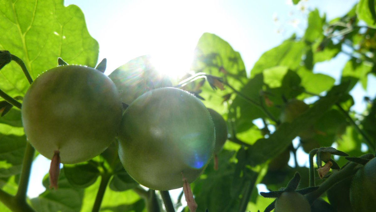 when2plant's tweet image. Vegetables to plant in june: Carrots, Eggplants, Green Beans, Kale, Lettuce, Zucchini when2plant.com/june/