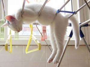 BalhamDogCentre's tweet photo. 19 Things You Didn’t Know #Cats Could Do: http://t.co/NrbBT3co34 #intertesting #funny #petlovers http://t.co/JcEauy6pk7