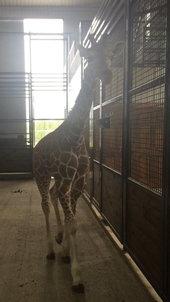 ChamplinCassidy's tweet image. @rodeolyfe he's the best! Try feeding him though! That tongue has a mind of its own 😂