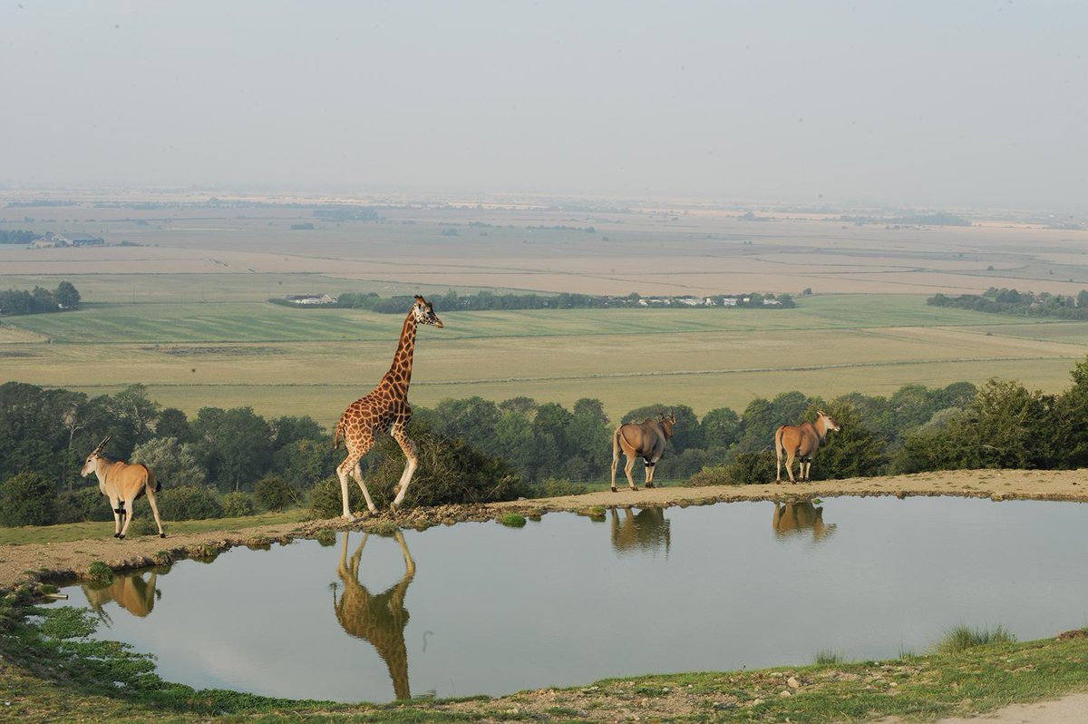 Share your passion for wildlife on your #BigDay by embarking on your VIP #safari with your guests!