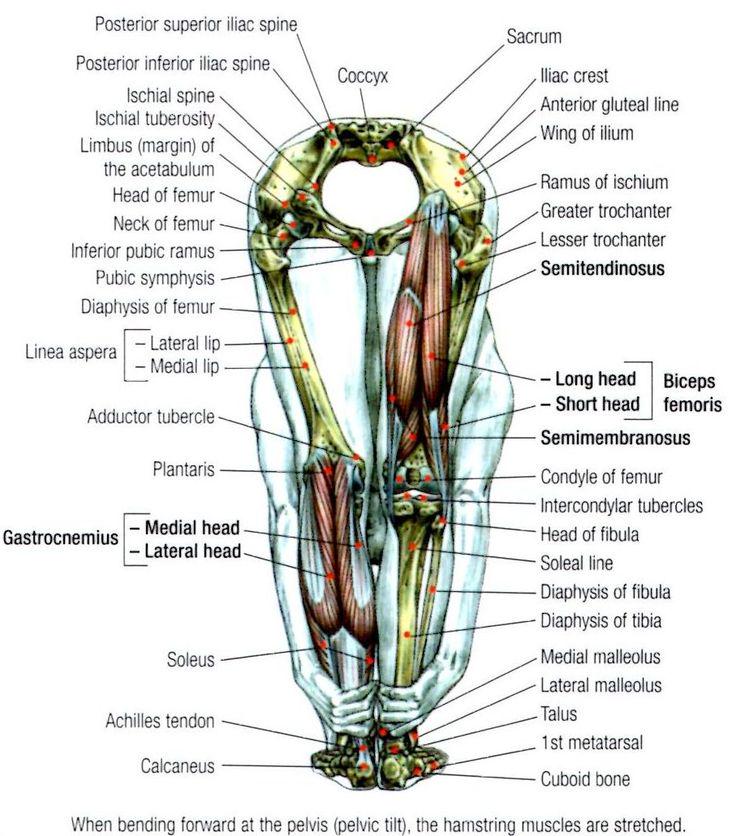 FitnessHacks101's tweet image. Stretching: How to Stretch the Hamstrings - Full Extension pinterest.com/pin/5736460712…