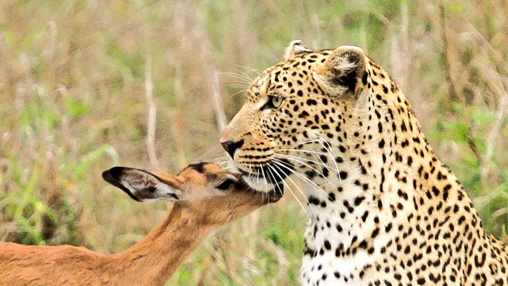 TrippyHippie's tweet photo. "There was something delightfully intimate about the relationship between predator and prey." http://t.co/M9F8btkG6P