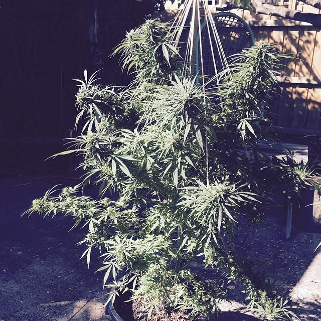 #strung #cannabisculture  #cannabiscommunity #aussiecannabiscommunity #australiancannabiscommunity #instaweed #inst…