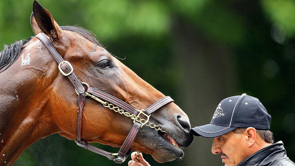 American Pharoah, the first Triple Crown winner in 37 years, is worth $50 million: onforb.es/1QAAqcj