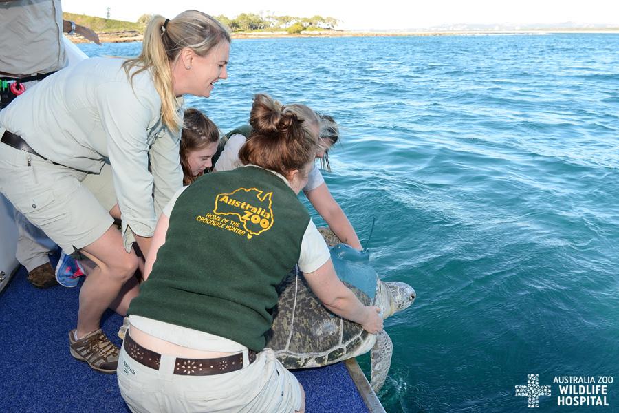 wildwarriors's tweet image. Happy @UnitedNations #WorldOceansDay! Join us &amp;amp; #UnityWater and #GetBacktoTapforTurtles: bit.ly/1Lfv05j