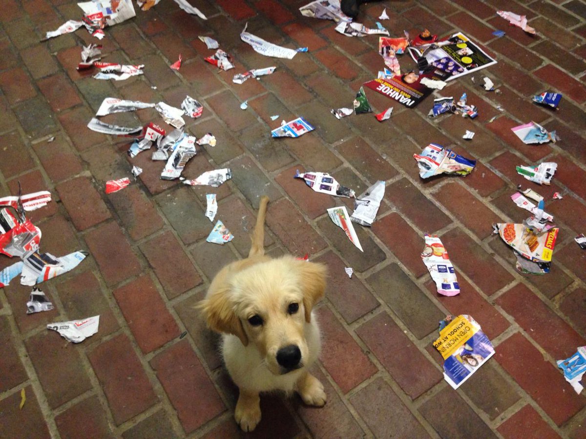 BestPuppiesPix's tweet photo. I was reading a magazine and it exploded all of sudden! I am just as surprised as you are hooman http://t.co/7lYQlcFCmb