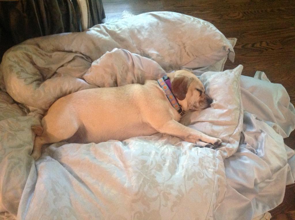 Samipuggle tweet picture