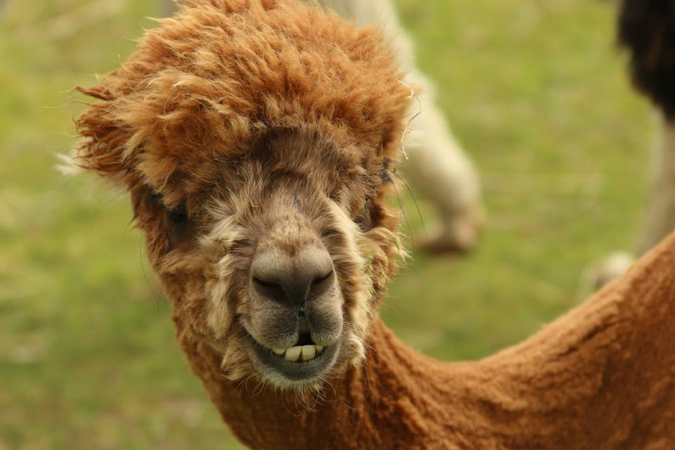 mediaamelia's tweet photo. Spent the week with these three gorgeous guys on @HomelandFarm - they are just so adorable! #Cornwall http://t.co/ZKLoiD57dy