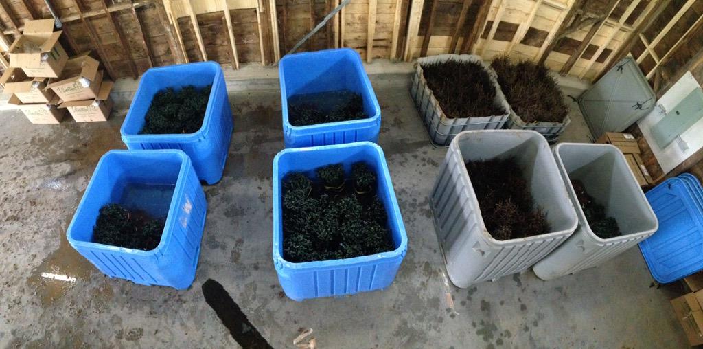 1ankaye's tweet photo. Thanks for the bins @lwwines Soaking 14,000 vines for planting this week! #NSwine #NSvine #johnstonvineyards http://t.co/4nXFRxc9rx