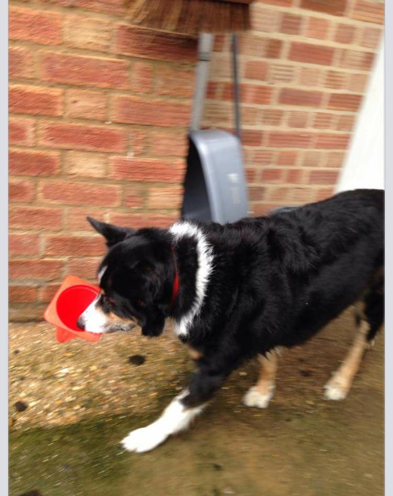 The_Animal_Team's tweet photo. #Kal #so close only 7 more #likes needed http://t.co/4mAY9mUqaE #please make my #night #thanks #woof http://t.co/WrY81GPMnV