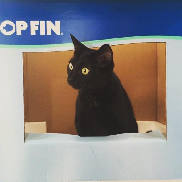 KamelotOfficial's tweet photo. Punch and Judy have nothing on this cat.. #catPuppet #catsgonecrazy #catsinboxes #caseygrillo http://t.co/VWSkltn20B