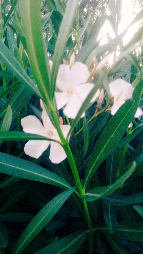 ActingNature's tweet photo. Cierra los ojos, ahora escucha y observa a la naturaleza... 
#ActingNature http://t.co/XZffJiynSX