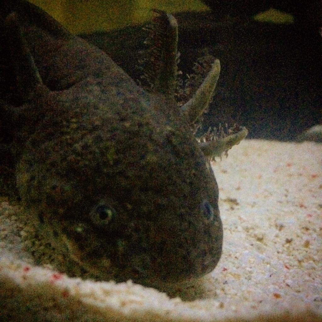 chineapplepunk's tweet photo. This is night fury, my #axolotl http://t.co/jWiUSBam8R