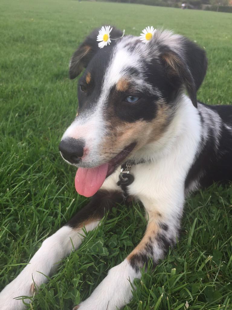 funkychickparty's tweet photo. EVERYONE IN THE #mottingham AREA PLEASE LOOK OUT FOR LOVELY MABLE! SHE HAS GONE MISSING TODAY ONE BLUE EYE ONE BROWN! http://t.co/hAXNPOupmt