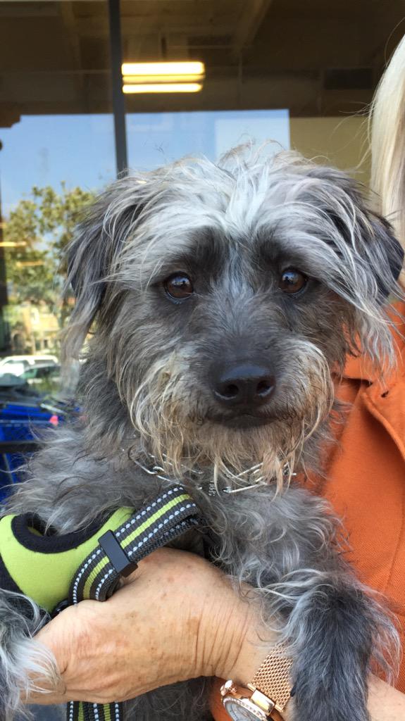PetSmart 1227 tweet media