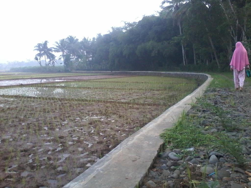 majiddamai's tweet photo. Jala2 pgi..... masa menanam padi.. http://t.co/VEvkWQbvA2