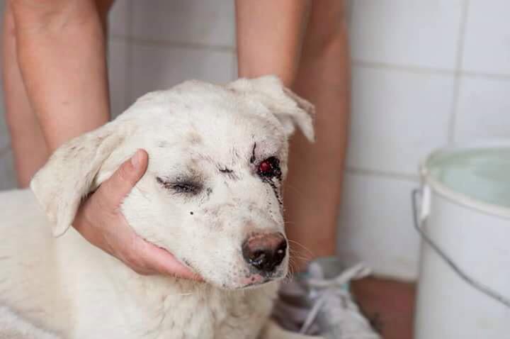 "<a href="/PartidoPACMA/">PACMA</a>:Pedimos colaboración ciudadana para encontrar al maltratador de esta mastina: cordoba@pacma.es "