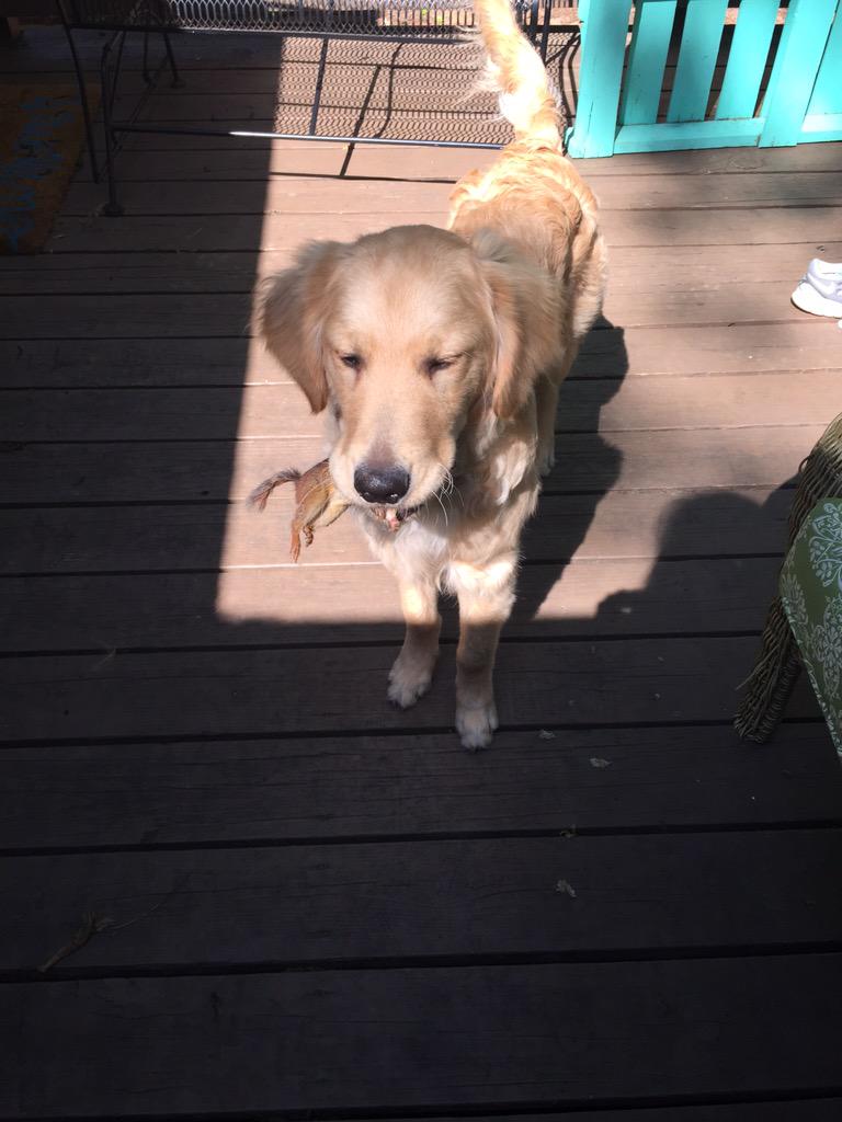 Megan__Carr's tweet photo. Uh thanks? He's killin things at a ripe age of 6 months. #yuck #poorchipmunk http://t.co/ebBMo3l8lA