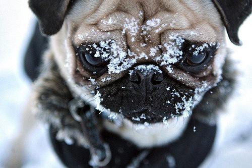 ANIMALPlCTURES's tweet photo. Not impressed. http://t.co/z3uBr1FyOY