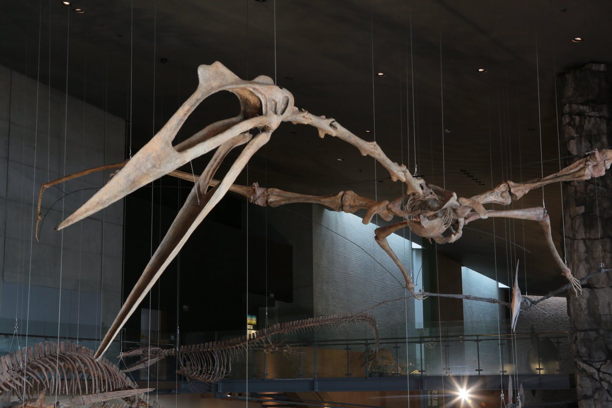 いのたびリポート】ケツァルコアトルス。昨年のモンスター展では、生体