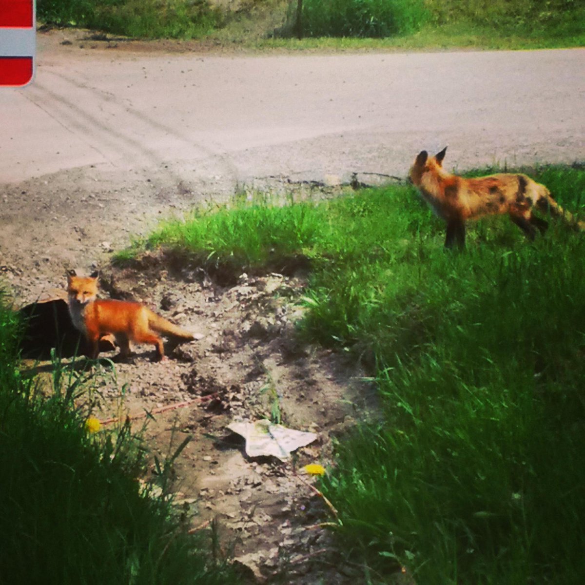 CampbellAngiiie's tweet photo. Mom #Fox with her cute babies :) #adorable #cuttie #animallove http://t.co/qmxUkvEu59