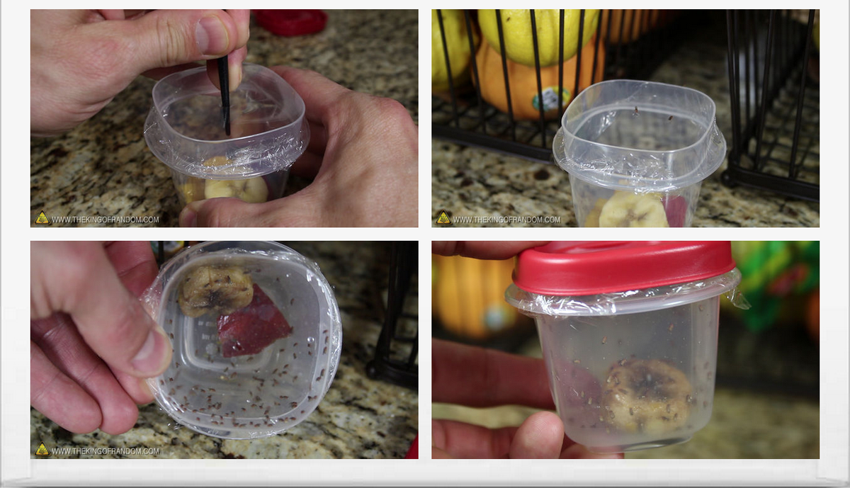 CuteCatPix's tweet photo. Protect Your Family's DNA with These Clever Hacks to Keep Your Summer Bug Free!  http://t.co/a49V6dvhCv http://t.co/tBOSQFB1VY