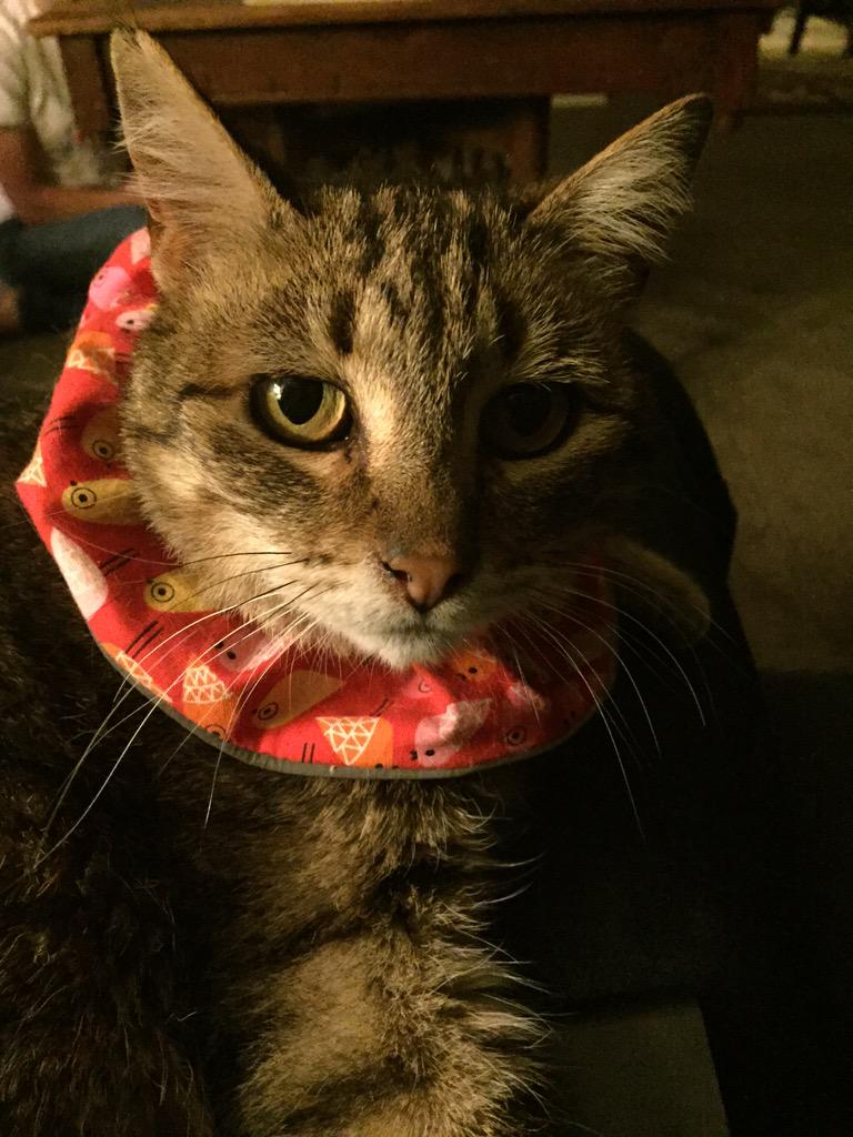 birds be safe collar